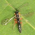Exochus albifrons - photo 3