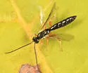 Exochus albifrons - photo 4