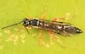 Exochus albifrons - photo 5