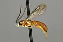 Exochus atriceps