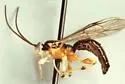 Exochus decoratus