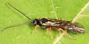 Exochus nigripalpis