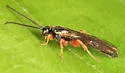Exochus nigripalpis - photo 2