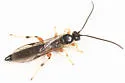 Exochus rutilatus
