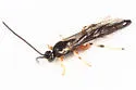Exochus rutilatus - photo 2