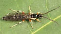 Exochus spilotus