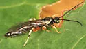 Exochus spilotus - photo 2