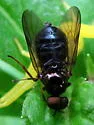 Exodontha luteipes