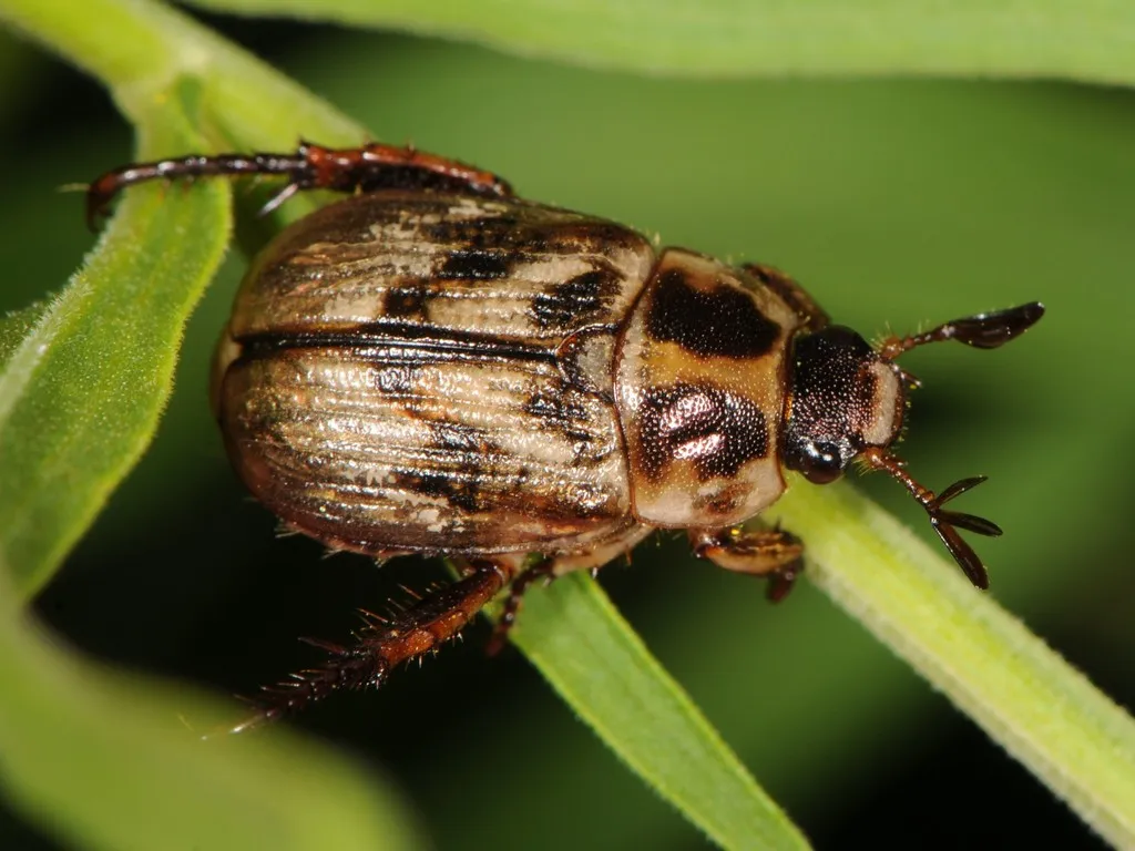 Oriental Beetle - photo 3