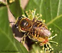 Exomalopsis mellipes