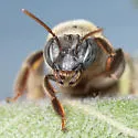 Exomalopsis mellipes - photo 2