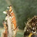 Exomalopsis mellipes - photo 3