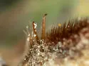 Exomalopsis mellipes - photo 4