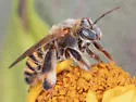 Exomalopsis snowi