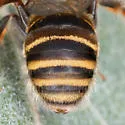 Exomalopsis snowi - photo 2