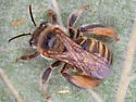 Exomalopsis snowi - photo 3