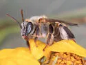 Exomalopsis snowi - photo 4