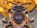Exomalopsis snowi - photo 5