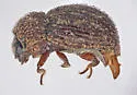 Exomella merickeli - photo 2