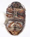 Exomella merickeli - photo 3