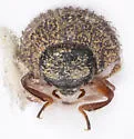 Exomella merickeli - photo 4