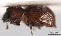 Exomella pleuralis
