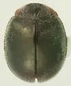 Schaeffer's Lady Beetle