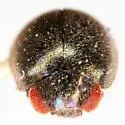Schaeffer's Lady Beetle - photo 3