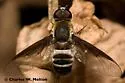 Exoprosopa albifrons