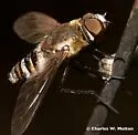 Exoprosopa albifrons - photo 2