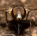 Exoprosopa albifrons - photo 3