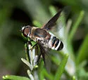 Exoprosopa albifrons - photo 4
