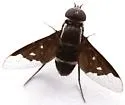 Exoprosopa anomala - photo 2