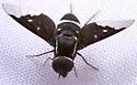 Exoprosopa anomala - photo 3