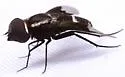 Exoprosopa anomala - photo 4