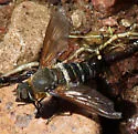 Exoprosopa argentifasciata - photo 2