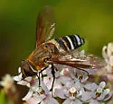 Exoprosopa argentifasciata - photo 3
