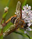 Exoprosopa argentifasciata - photo 4