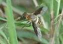 Exoprosopa brevirostris