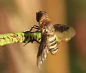 Exoprosopa brevirostris - photo 4