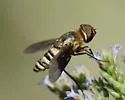 Exoprosopa brevirostris - photo 5