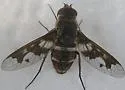 Exoprosopa butleri - photo 4