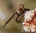 Exoprosopa clarki - photo 3