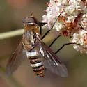 Exoprosopa clarki - photo 4