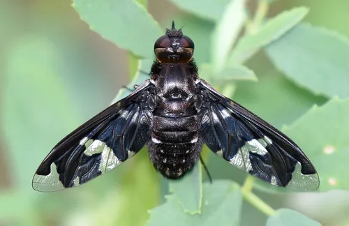 Exoprosopa decora - Exoprosopa decora