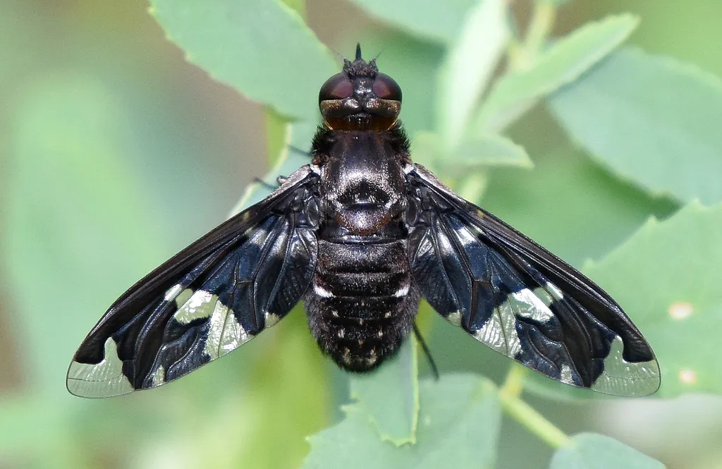 Exoprosopa decora - photo 2