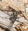 Exoprosopa divisa