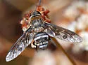 Exoprosopa divisa - photo 2