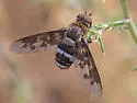 Exoprosopa divisa - photo 3