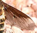Exoprosopa dodrans - photo 2